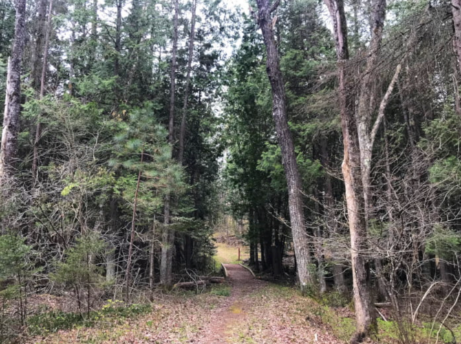 DNR plans forest management at Chippewa Hills Pathway